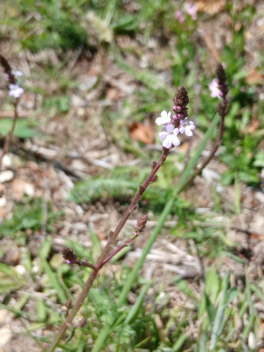 One of the most delicate and easily overlooked blooms the Common Vervain is our plant to take centre stage today. It thrives in poor moderately fertile, soil in full sun. RSPB Arne is a perfect spot for it to thrive!