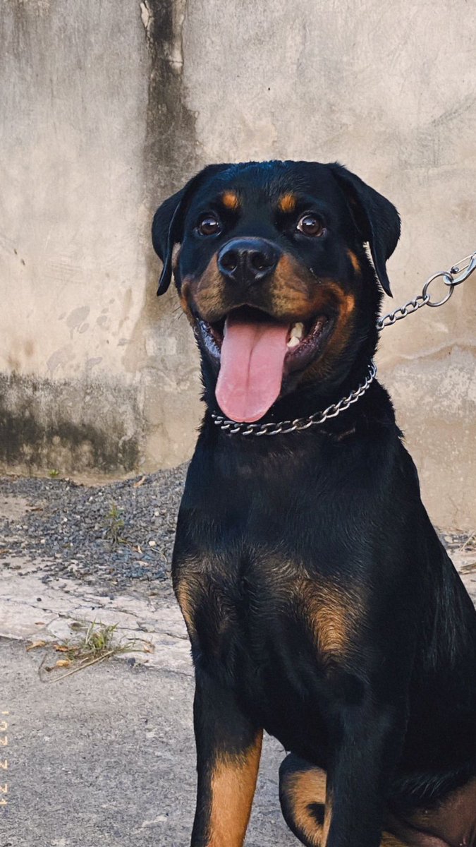 PJonilsom's tweet image. Roteweiller puros!