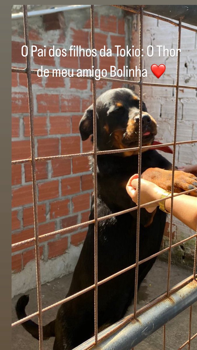 PJonilsom's tweet image. Roteweiller puros!