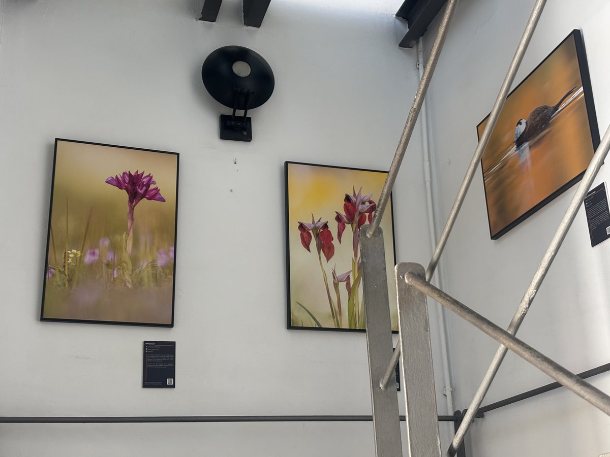 ¡Últimos días para disfrutar de "X Naturae"!
Si aún no has visitado esta maravillosa exposición de fotografía de naturaleza de Pablo Barrena, ¡date prisa porque encara su recta final!