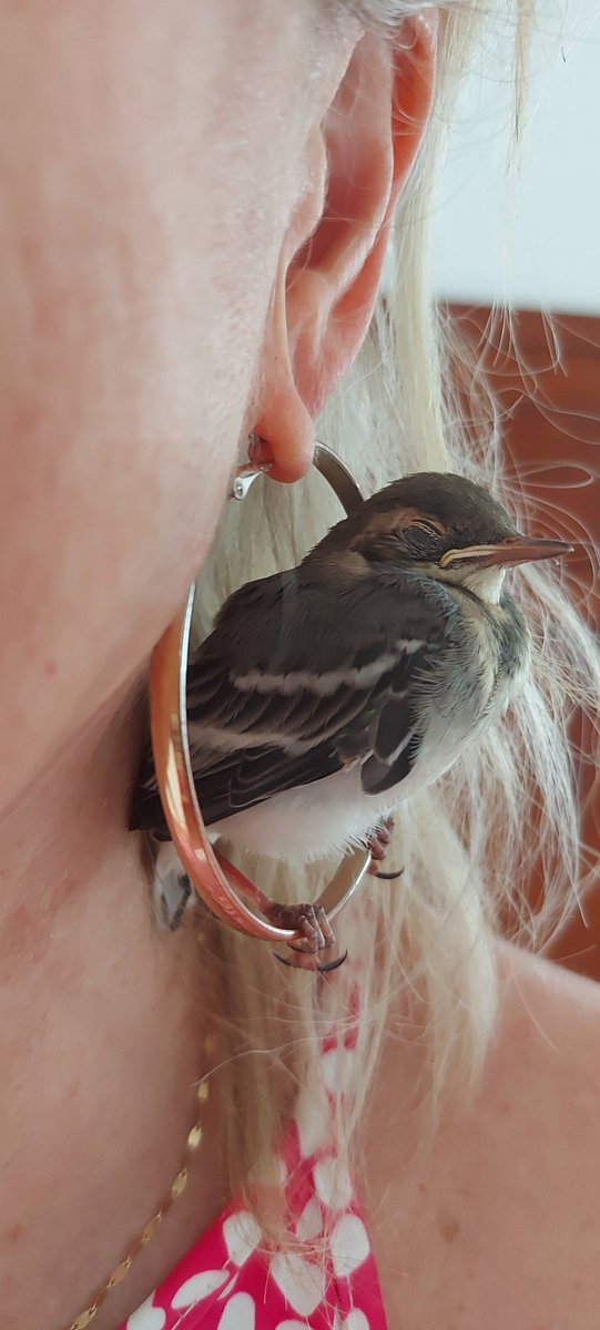 DeMissvivi's tweet photo. Il m'arrive un truc incroyable. 
J'ai trouvé un oiseau sur le rebord de la fenêtre. J'ai pensé qu'il avait un coup de chaud. Et depuis il ne me quitte pas. 
Là il s'est endormi sur ma boucle d'oreille. https://t.co/g27xDrnltG