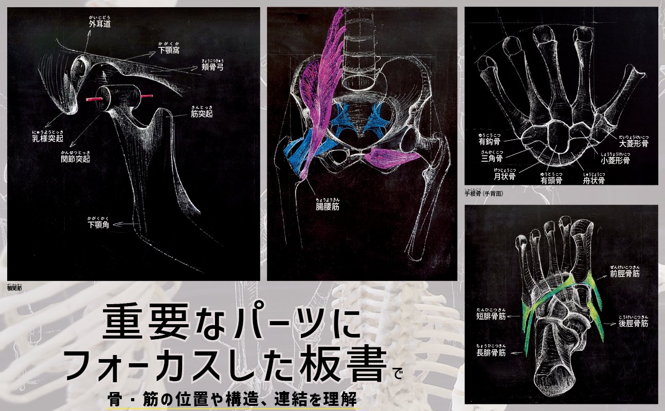 ドーロの美術解剖学講義録 | サンドロ・ドーロ, アンドレアス