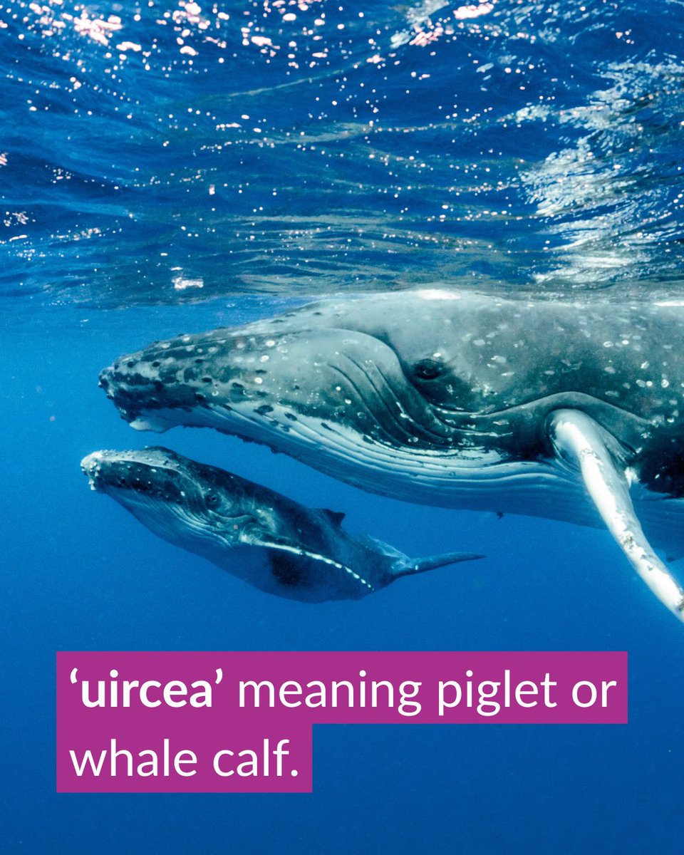 Scottish Government in Canada tweet media