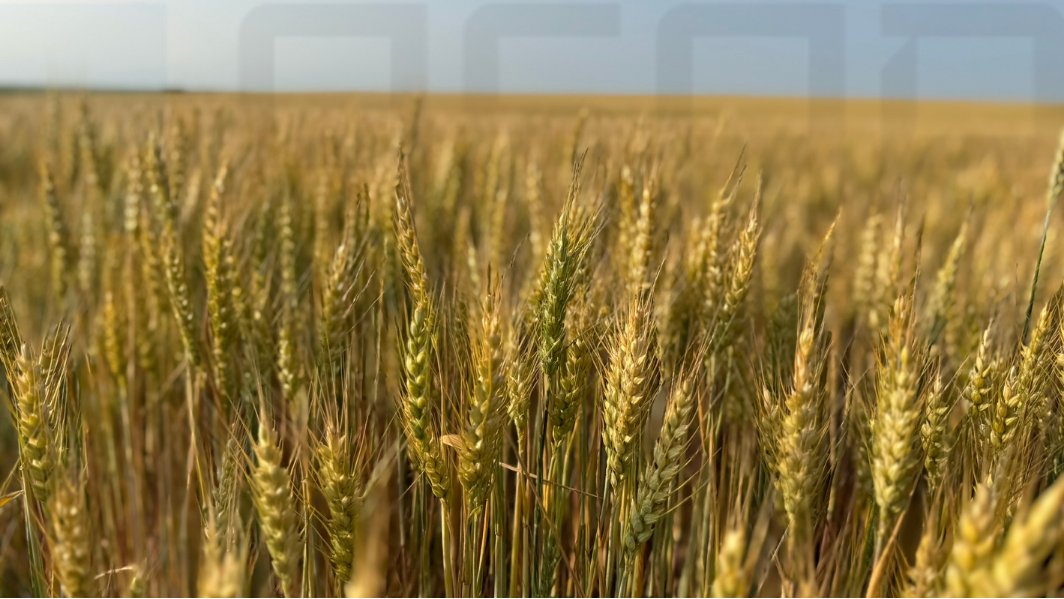 🚜 Wheat Harvesting in Southern Ukraine to Begin in two weeks - ASAP Agri Crop Tour

Wheat harvesting in southern Ukraine is expected to begin within 10–15 days, according to observations from the ASAP Agri wheat crop tour. This means the 2025 Ukrainian wheat harvest will