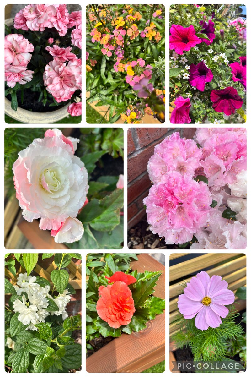 #Bay6 garden is blooming with colour! #garden #noplacelikehome <a href="/barnardos/">Barnardo’s</a> 💚