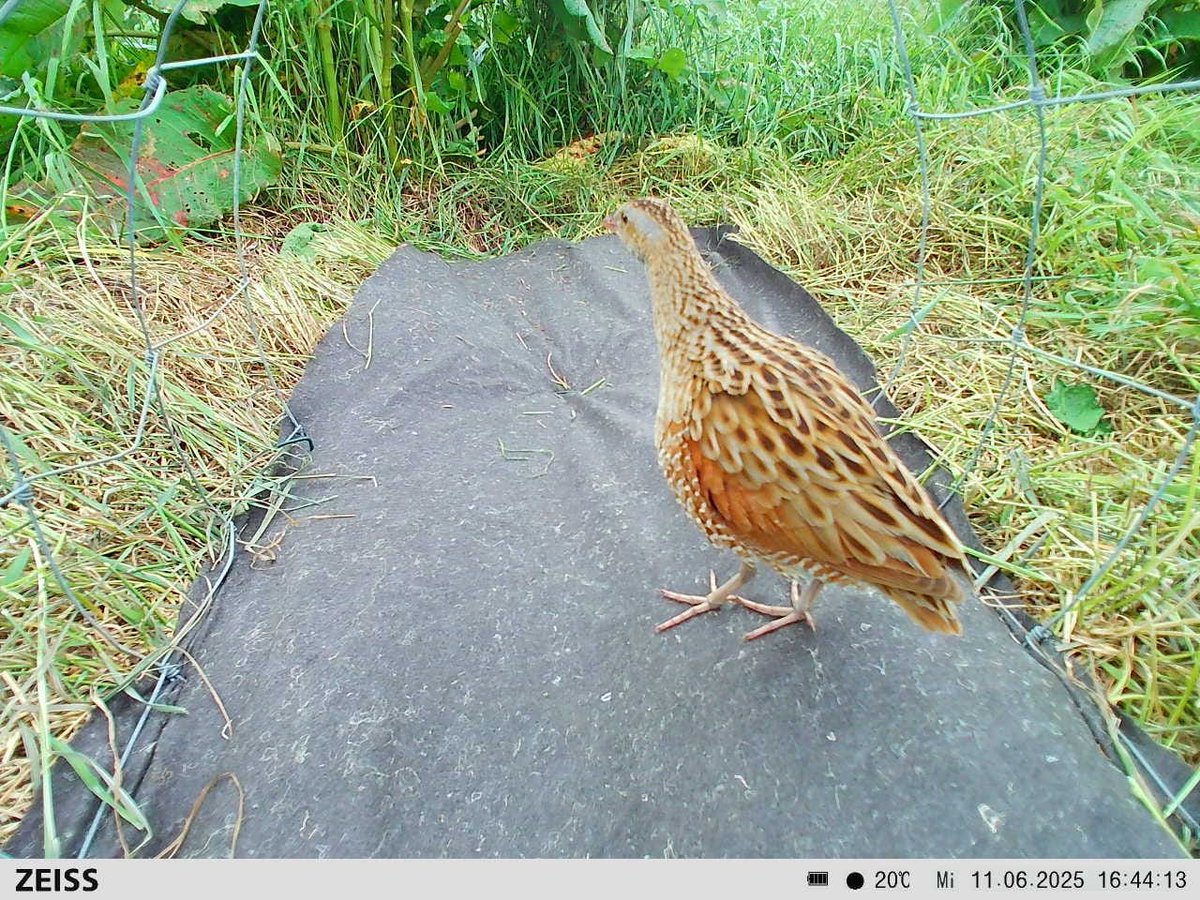 CorncrakeLife's tweet image. Well, well, well....look at this handsome chap on our camera.