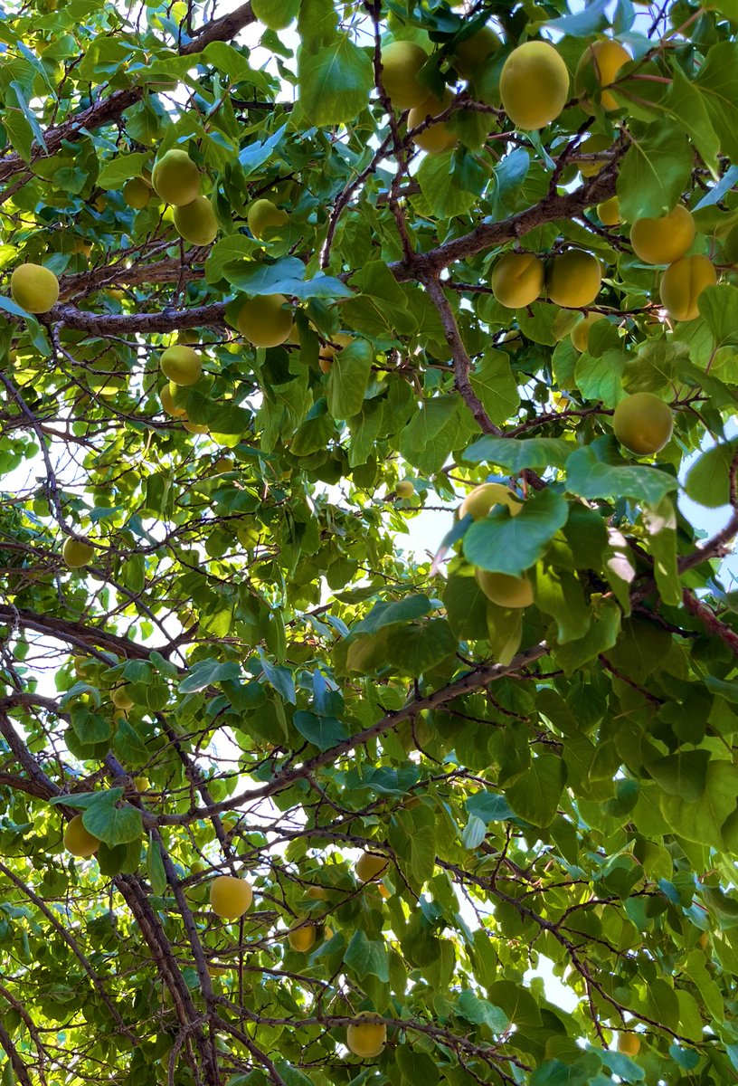Dousariil's tweet photo. In the middle of nature's greenery 🌱 https://t.co/pL1e9EJUA5