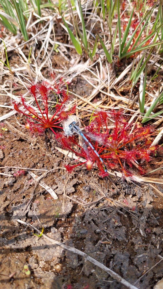 Sundew graveyard can only describe this fabulous photo our warden team took whilst out on the reserve. This fabulous heathland plant with 'dew' sticky spiky leaves tempt unsuspecting insects to land, in this case a common blue damselfly as prey! 
image credit Ed Roe