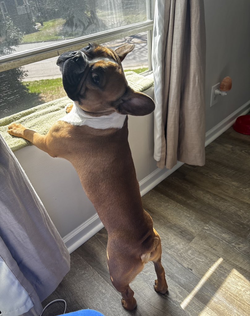 Tryna find my dog a bitch. Purebred akc frenchie . Tap in 📱💰