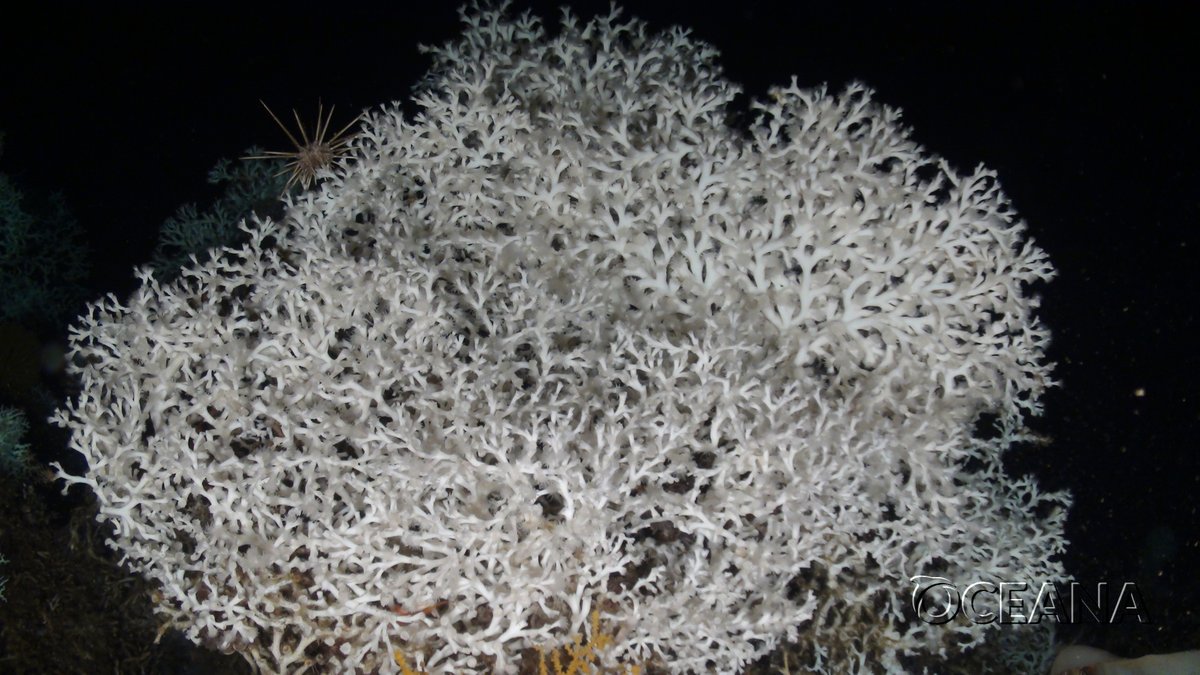 As the org that discovered and studied <a href="/Cabliers_Reefs/">Cabliers_Reefs</a> in 2011, we celebrate <a href="/gobmapa/">Ministerio de Agricultura, Pesca y Alimentación</a> steps to protect this unique deep-sea coral reef in the Mediterranean—home to vulnerable species and key fish habitats. We urge Morocco and Algeria to follow suit #UNOC3
bit.ly/3HQdBZe