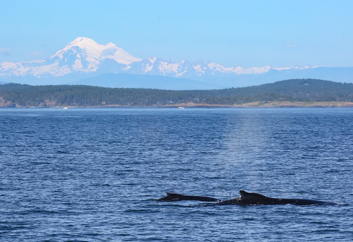 ThePWWA's tweet image. Happy Hump Day! π BCY0324 "Big Mama" not only has a new calf this year, but a new great-grandcalf too! BCX2075 "Olympus" has returned with a new calf, her second. Olympus is the 2018 calf of BCX1057 "Divot", the 2003 calf of Big Mama.
π·: Trevor Derie, Outer Island Excursions