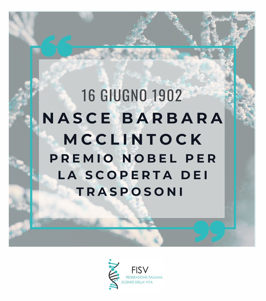 FISV998's tweet image. Biologa statunitense, scopre i #trasposoni, elementi genetici in grado di spostarsi da un #cromosoma all&apos;altro dando origine a mutazioni.
La visione rivoluzionaria di un codice genetico dinamico e influenzabile dall&apos;ambiente circostante fu a lungo osteggiata.