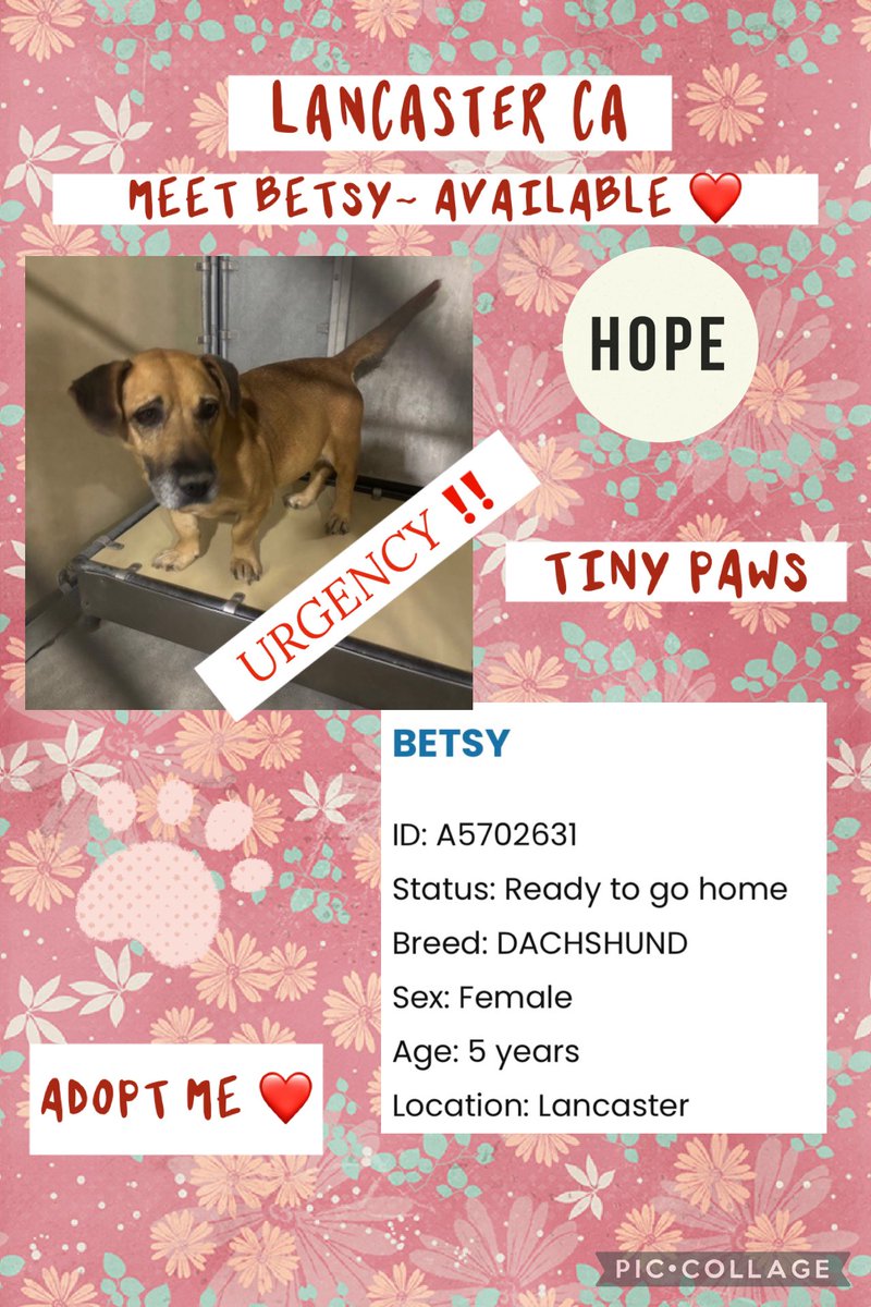 SarahjaneGille1's tweet photo. BETSY was still listed this morning @AnimaLancaster 🆔 #A5702631 #repost #reshare needs more views reposts #doxykeeper #dachshundsandfriends #dachshundpaws #dachshundrescueoflosangeles #TinyPawsResQ #tobiessmalldogrescue #littlepawsdoggierescue #save ‼️🙏 https://t.co/NTjNqBw32X