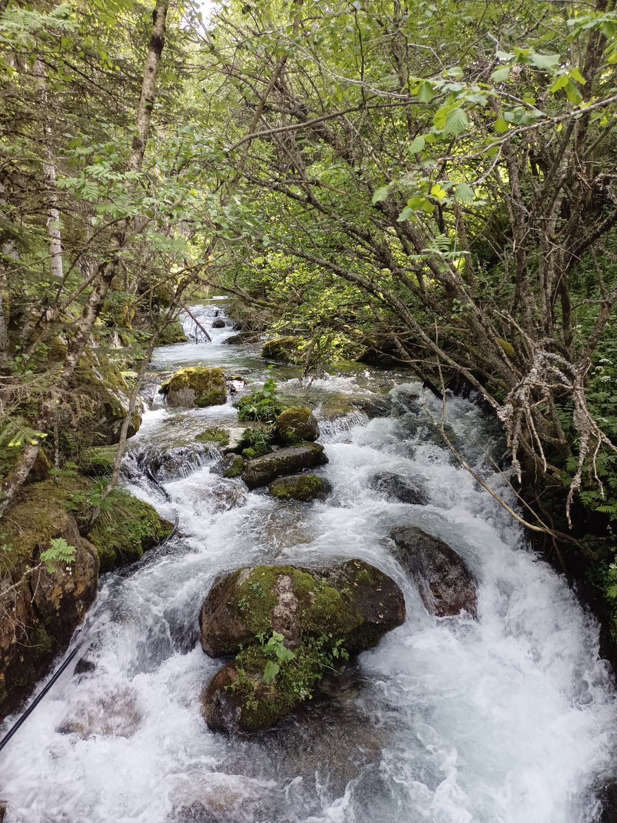 Descobrim l'entorn de l'estany de Sant Maurici i fem una caminada pel bosc i ara... cap a la piscina!! 
#intensament #escolaactiva