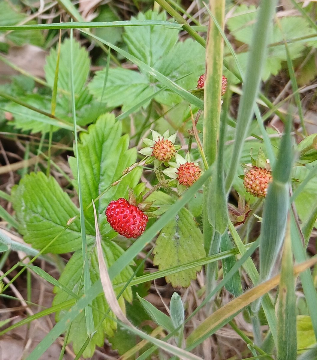 The last in our series of up close and friendly with the smaller plants at RSPB Arne is a personal favourite of mine the woodland/Wild Strawberry. This little patch is found near our office and is a great food source for birds, blackbirds love them 🍓🍓
