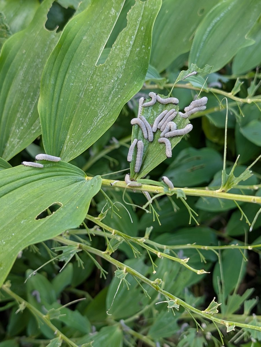 The Solomon Seal sawfly larvae are busy munching /recycling leaves