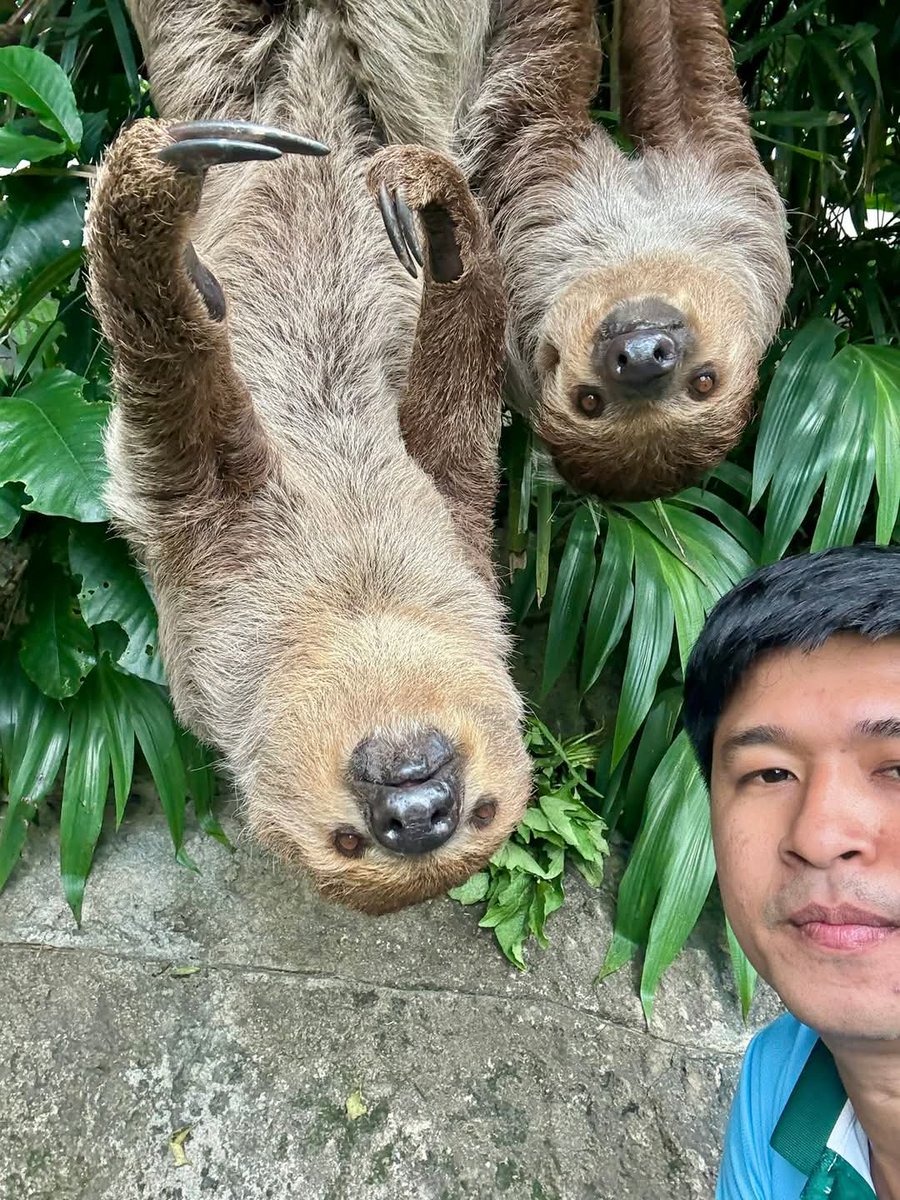 and_khamoo's tweet photo. เคยเซลฟี่กับสลอธแบบนี้กันมั้ยครับ
#hippo #PygmyHippo #ขาหมูแอนด์เดอะแก๊ง #หมูเด้งจะเด้งกี่โมง #Moodeng #พี่ขาหมู #สวนสัตว์แปลกเขาเขียว https://t.co/zXfpETepXs