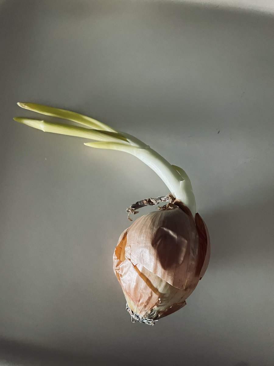 Kind2: „Die Zwiebel ist noch ganz frisch, weil die Blätter noch grün sind.“