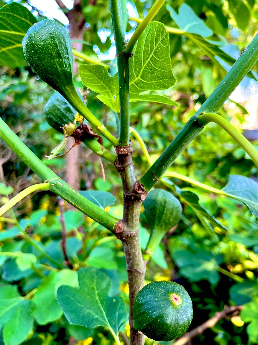 Kassandra_1977's tweet photo. Het eerste fruit uit eigen tuin begint te komen ☺️.

#aardbeien #pruimen #vijgen #peren #appels #bessen https://t.co/4Nex99Jf7m