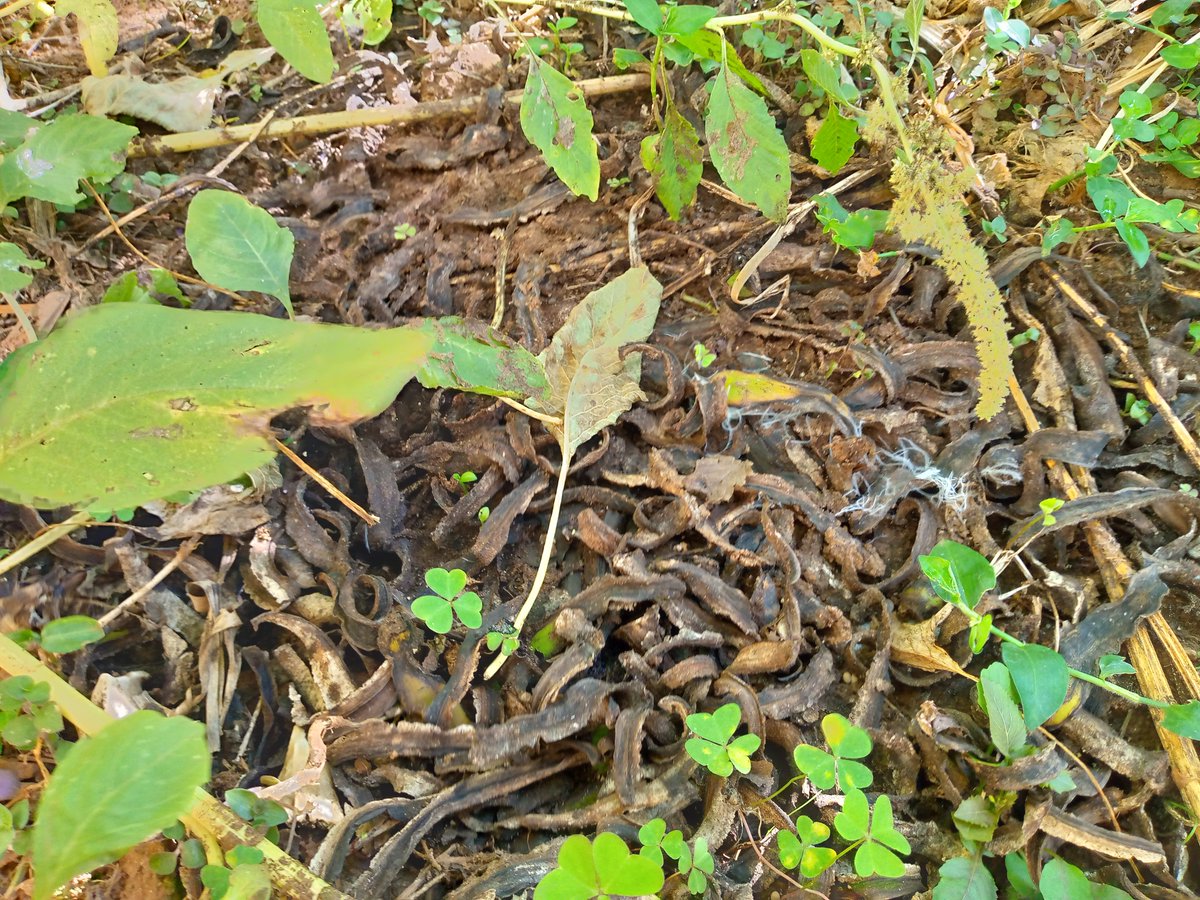 WARNING:🚫
Don't use fresh peelings as manure before they fully decompose! Look at how the fresh peelings have adversely affected the vegetables. 

It takes only 2.5 months to produce a well decomposed compost manure from peelings.
"When you rush, you crush". ✍️
#LetsFarmTogether