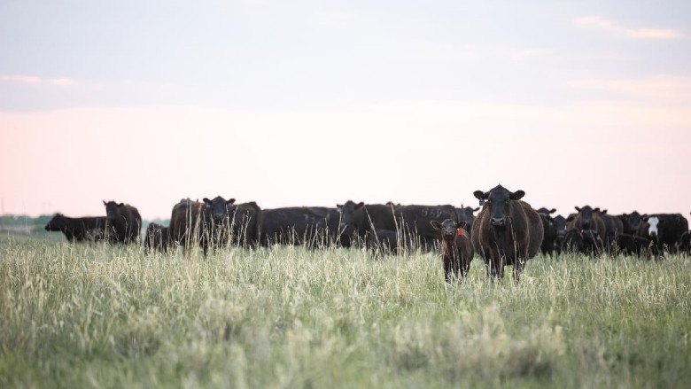 National Provisioner (@natprovisioner) on Twitter photo The Certified Angus Beef brand is celebrating record-setting sales and acceptance rates. 🥩 The brand has seen acceptance rates at 40% or higher for 10 weeks this spring, kicking off in March.
Learn more about the growing <a href="/CertAngusBeef/">Certified Angus Beef ®</a> brand here: brnw.ch/21wTkgf The Certified Angus Beef brand is celebrating record-setting sales and acceptance rates. 🥩 The brand has seen acceptance rates at 40% or higher for 10 weeks this spring, kicking off in March.
Learn more about the growing <a href="/CertAngusBeef/">Certified Angus Beef ®</a> brand here: brnw.ch/21wTkgf