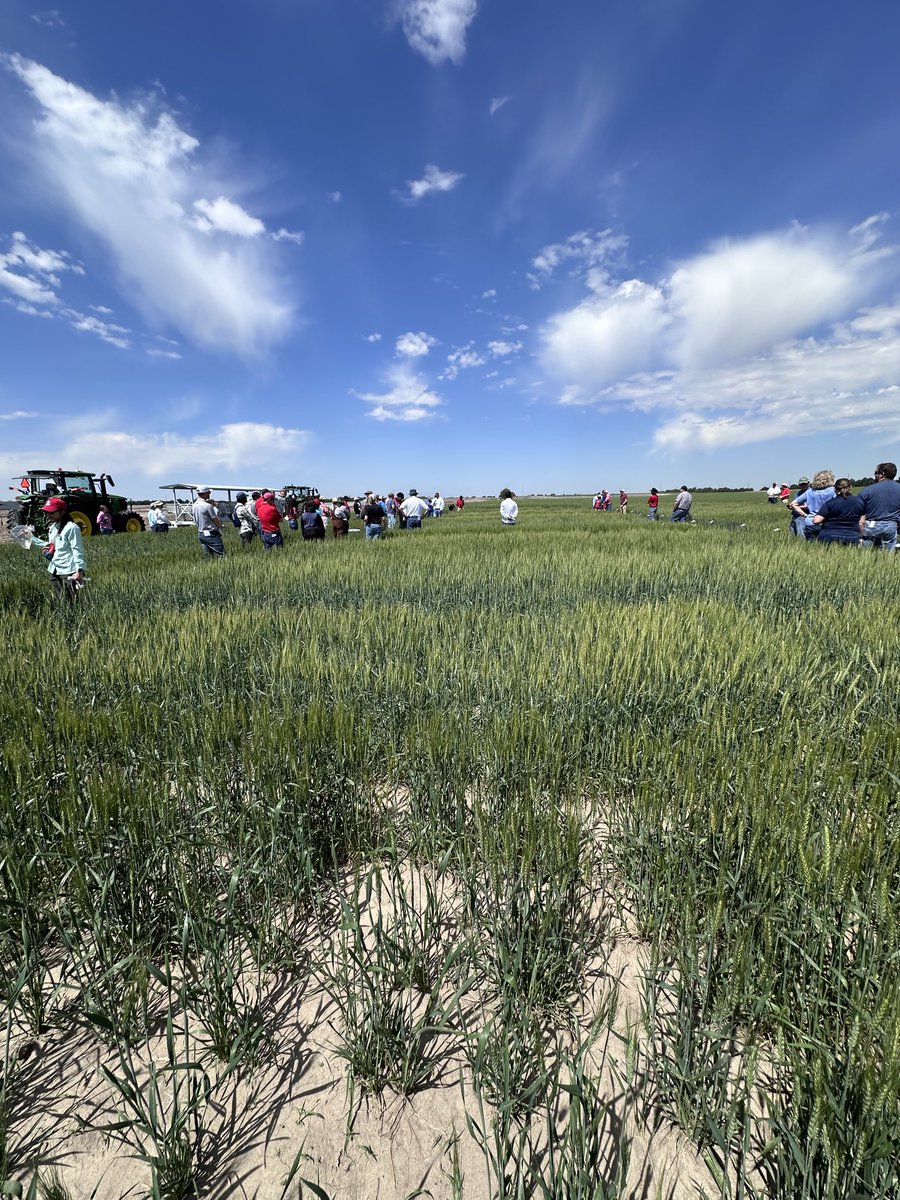 Jeff Wessels (@fvcjeffw) on Twitter photo Wheat tour at UNL HPAL farm today. Many different and interesting things to see. Supporting our own Valley white wheat. Difficult conditions for all wheat at planting. <a href="/FVCoop/">FrenchmanValleyCoop</a> <a href="/AC_Easterly/">Amanda Easterly</a> <a href="/FrelsintheField/">Katherine Frels</a> <a href="/KoprivaBryan/">Bryan Kopriva</a> Wheat tour at UNL HPAL farm today. Many different and interesting things to see. Supporting our own Valley white wheat. Difficult conditions for all wheat at planting. <a href="/FVCoop/">FrenchmanValleyCoop</a> <a href="/AC_Easterly/">Amanda Easterly</a> <a href="/FrelsintheField/">Katherine Frels</a> <a href="/KoprivaBryan/">Bryan Kopriva</a>