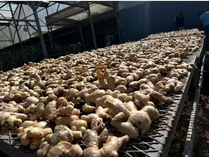 El jengibre, otoe y limón de una empresa familiar ubicada en el corregimiento de Iturralde, en el distrito de La Chorrera, están siendo exportados a islas de Guadalupe, un territorio francés.

Se trata de la empresa Industrias 4.0 que en el mes de marzo realizó una exportación