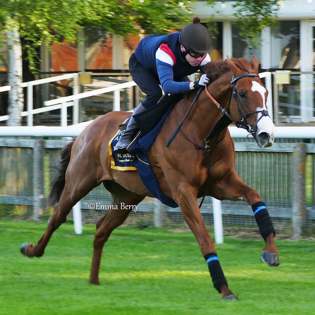 We've said it before and we'll say it again...Everybody loves CARL SPACKLER 😍 Following his purchase by Yulong Investments, the stallion is now with Ciaron Maher as he takes aim at the G1 Queen Anne Stakes before heading down under. #RoyalAscot

The son of Lope De Vega worked