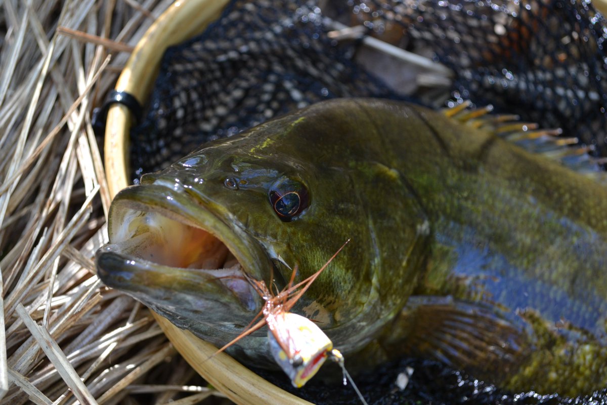 The toughest fighter in the river.