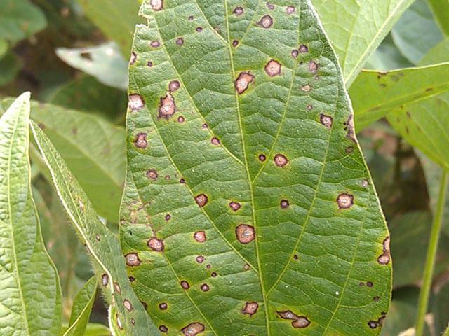 DTN/Progressive Farmer (@dtnpf) on Twitter photo Farmers know to get the biggest bang for their fungicide buck, timing is everything.
A new online resource from the Crop Protection Network can help guide timely application decisions and manage foliar diseases in both corn and soybeans.
Crops Editor <a href="/JasonJenkinsDTN/">JasonJenkinsDTN</a> reports: Farmers know to get the biggest bang for their fungicide buck, timing is everything.
A new online resource from the Crop Protection Network can help guide timely application decisions and manage foliar diseases in both corn and soybeans.
Crops Editor <a href="/JasonJenkinsDTN/">JasonJenkinsDTN</a> reports: