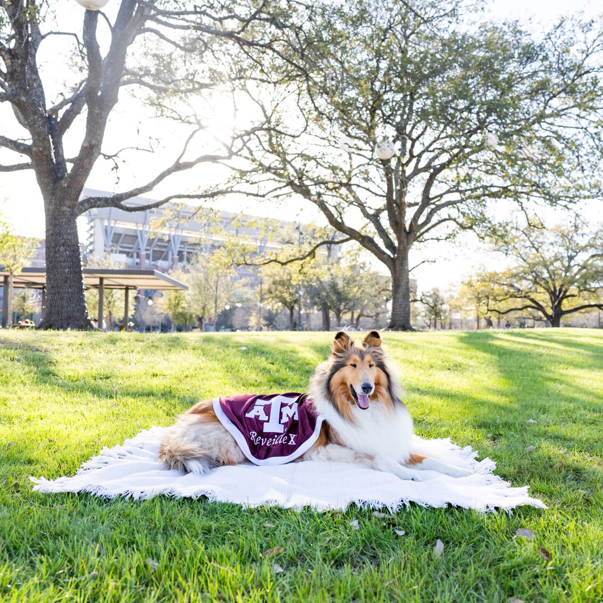 reveille's tweet image. Did somebody say park? No better way to relax—or sneak in a study break—than a summer stroll through Aggie Park.🌳☀️
#Aggieland #TAMU #AggiePark