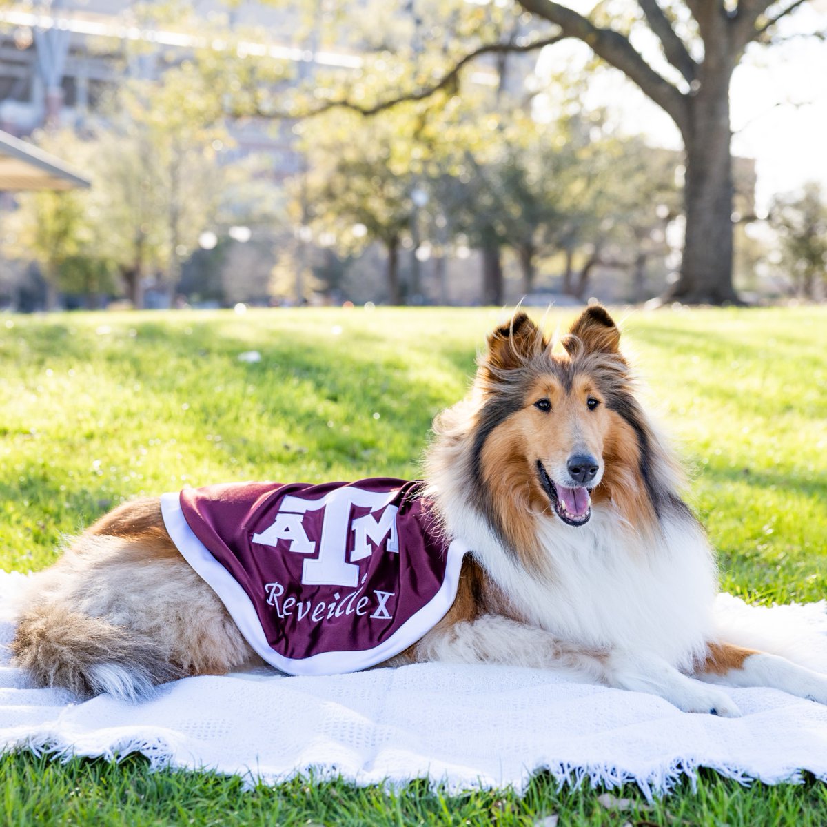 reveille's tweet image. Did somebody say park? No better way to relax—or sneak in a study break—than a summer stroll through Aggie Park.🌳☀️
#Aggieland #TAMU #AggiePark