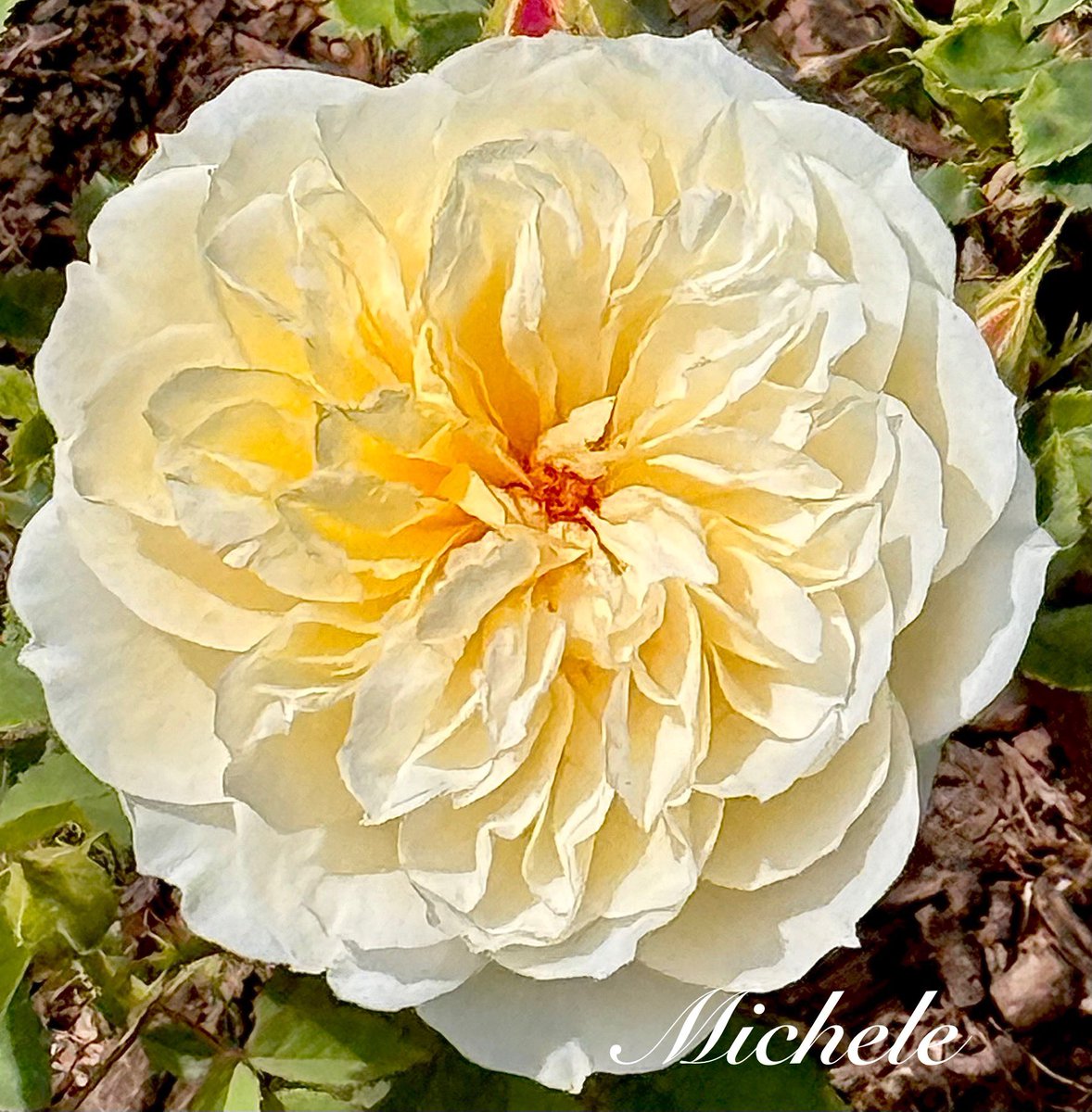 gingerartist1's tweet image. One of the first blooms from the local #rosegarden & my favorite color! π€ Have a great day! #RoseWednesday #roses #flowers #FlowersOfX #FlowersOnX #garden #FlowerPhotography #flowerpictures #NatureBeauty