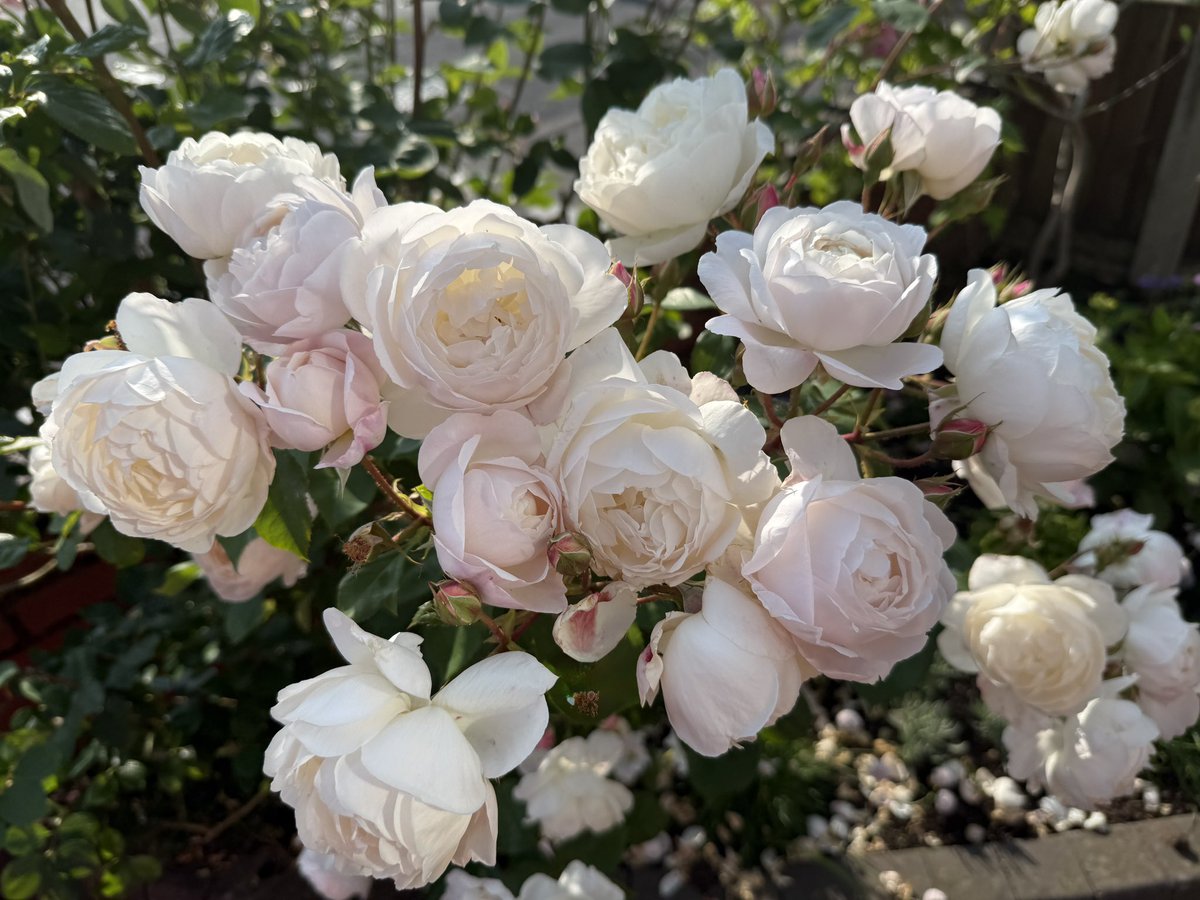 Happy #RoseWednesday all. Here’s my Desdemona just loving life at the moment! #mygarden #GardeningX