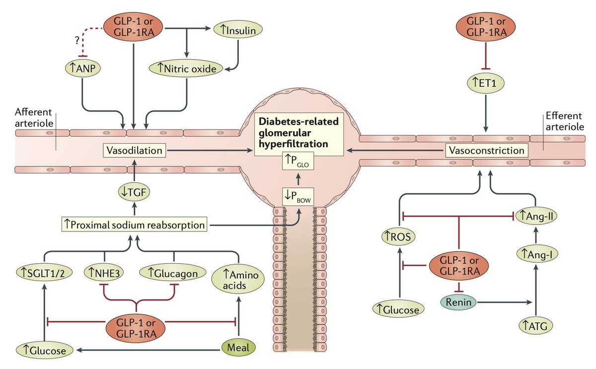 Nephro_Ivan's tweet photo. Excelente figura del mecanismo de acción a nivel renal de los GLP1-RA
Para tener a la mano ✍🏻 para las diapositivas de clases 👌🏻 https://t.co/3OQb24Ipp1