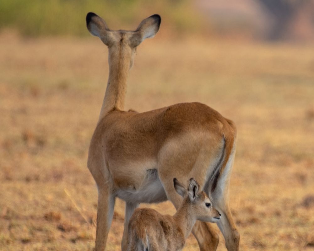 MondUganda's tweet photo. There is no Wi-Fi in the forest, but I promise you will find a better connection.

Click the link below to choose the itinerary that will reconnect you with Africa’s raw beauty and untamed spirit.
https://t.co/b1TbU0FIll https://t.co/ILaAIiJhF4