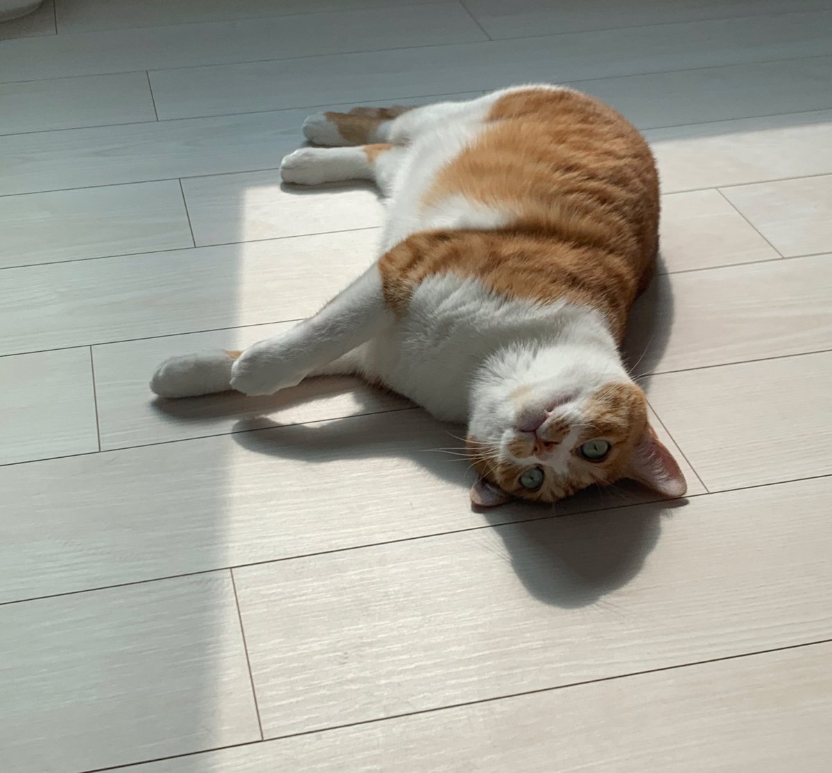 かわいいよおおおおおお！！！！！！！！！！！！