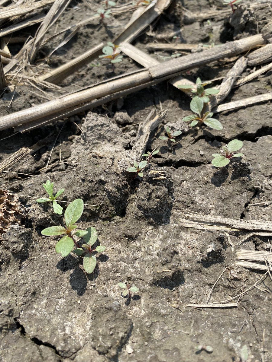 Cheech_Cheech's tweet image. Mr Waterhemp has begun to emerge in the Middle East. A great in-crop options for staying on top of this weed is Enlist1 herbicide on your Enlist traited soybeans. @PioneerSeedsCA