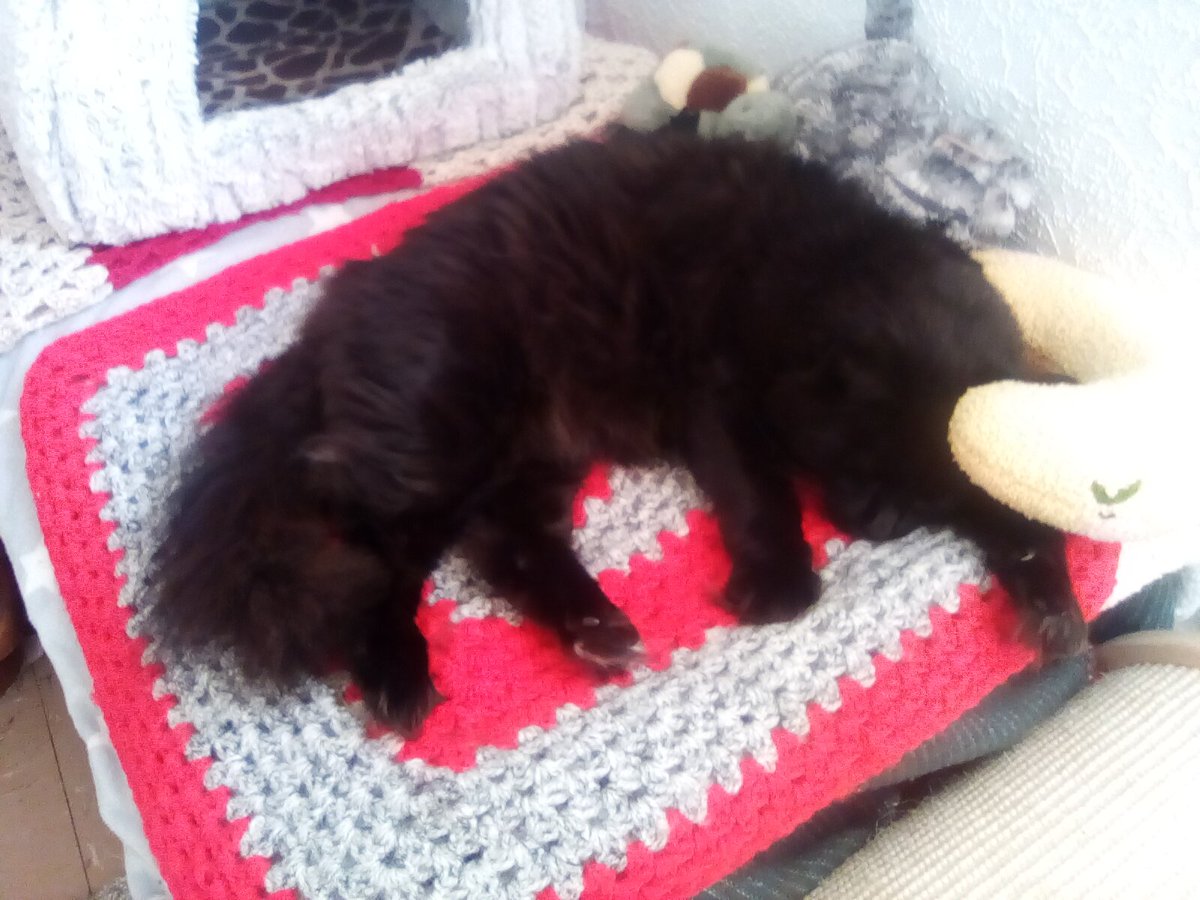 laura watts-fleming in memory of Gabi , Gem🌈 tweet media