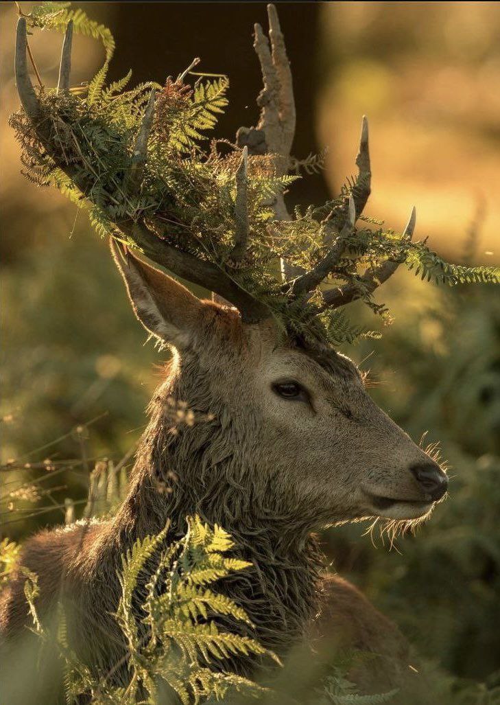 deershouldnt's tweet photo. https://t.co/9OQNZY4mxj