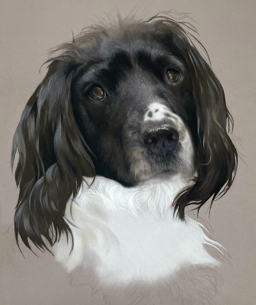 Work in progress the very cute "Sophie" sadly a memorial portrait fingers crossed I will do her justice. 
Hope everyone's having a nice week so far 🙂🐕. 
#art #draw #drawing #petportrait #petart #petartist #realism #pastelart #pastelpencils #pencil #dogstagram #dogs #dog