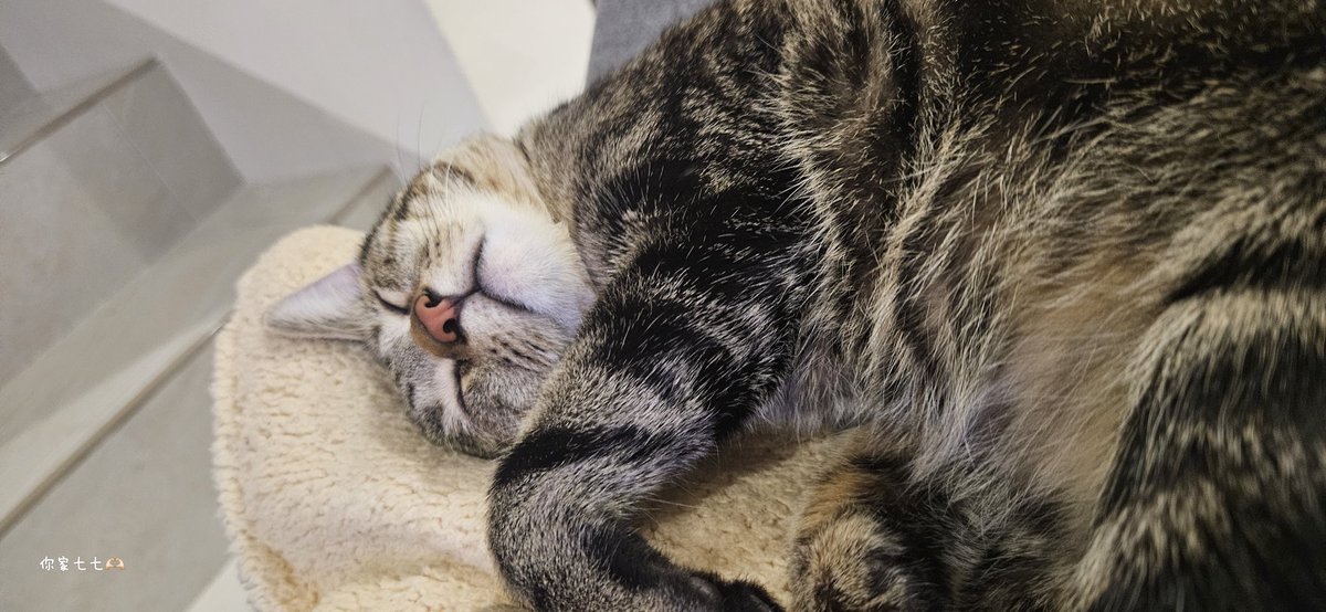 我在打遊戲，我的貓睡鼠？？？？？