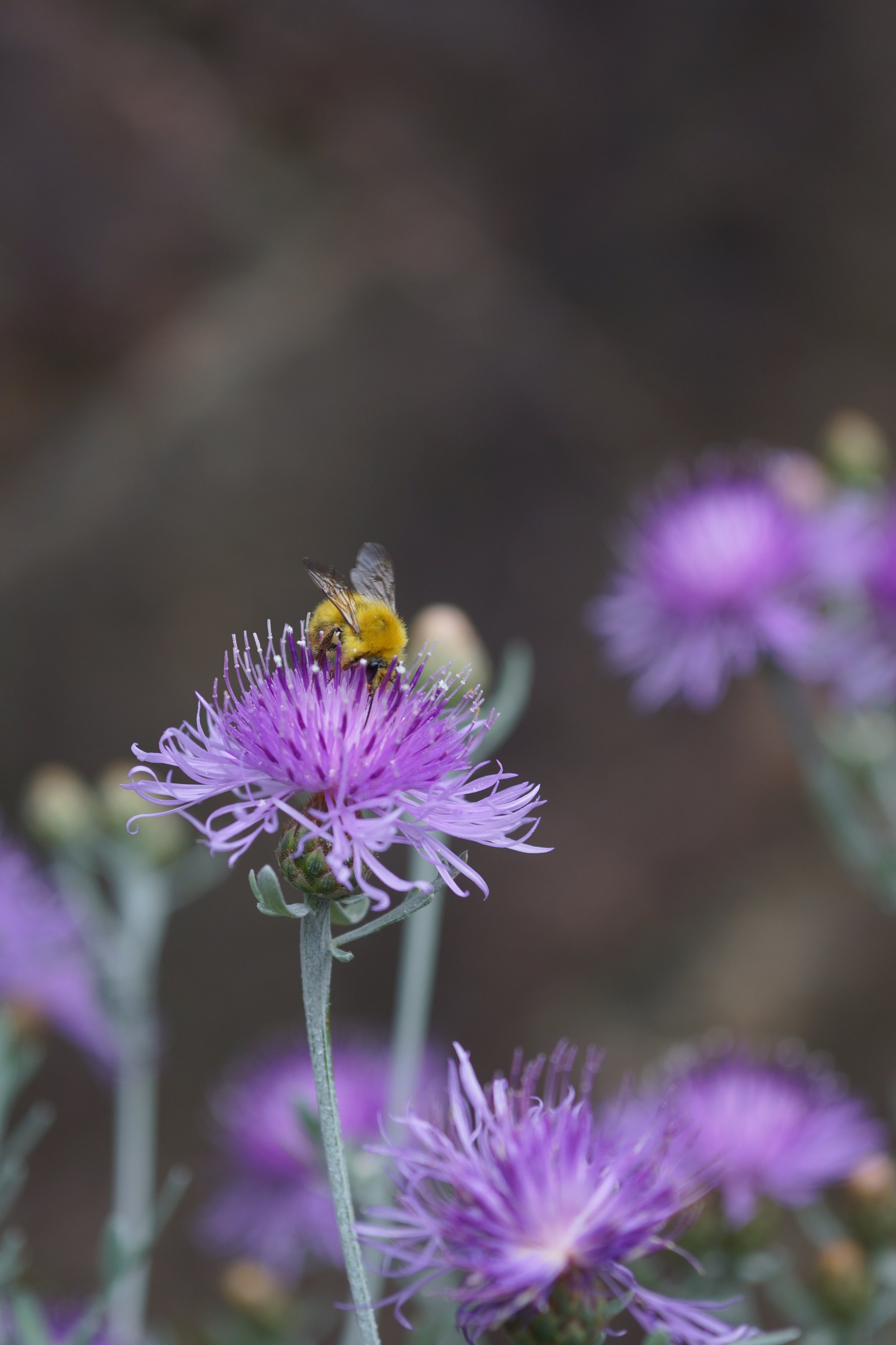 開花❗️ 大玉グアバ　ピンク　耐寒性 Haruwo (@owurahaK) / X