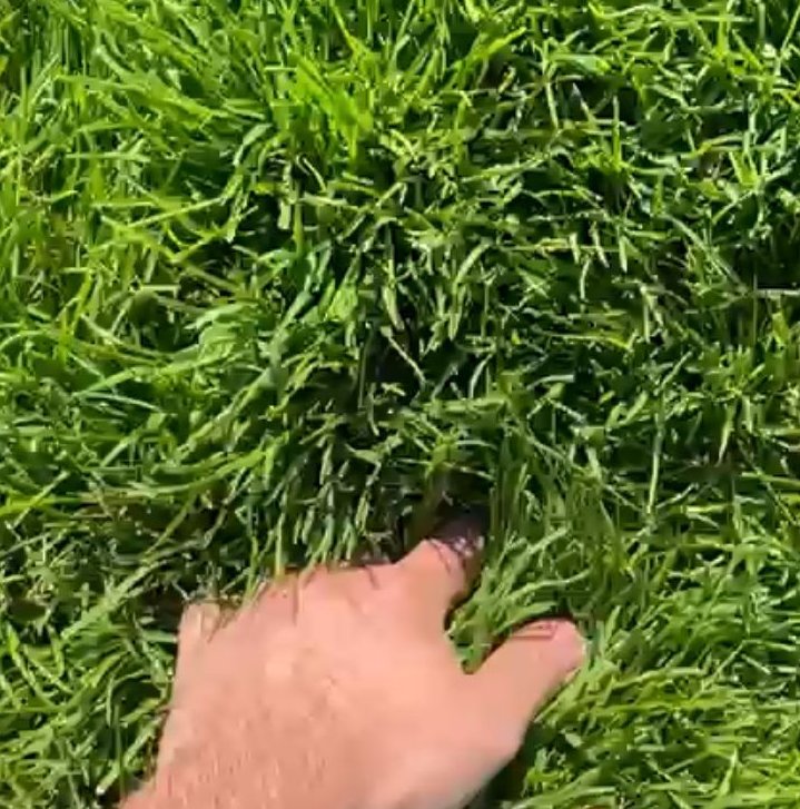 Mirror US Sports (@mirrorussports) on Twitter photo 'I tested treacherous U.S. Open rough for myself and this is what Rory McIlroy will face' 😬
themirror.com/sport/golf/us-… 'I tested treacherous U.S. Open rough for myself and this is what Rory McIlroy will face' 😬
themirror.com/sport/golf/us-…