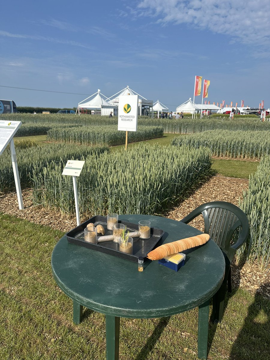A great first day at <a href="/CerealsEvent/">Cereals Event</a> talking all things aphids and wireworms and all the research that we do at <a href="/Rothamsted/">Rothamsted Research</a> to develop ways to monitor and control these pests. Pop over to our stand tomorrow for a chat if you’re attending on day 2! #Cereals2025 #Agriculture