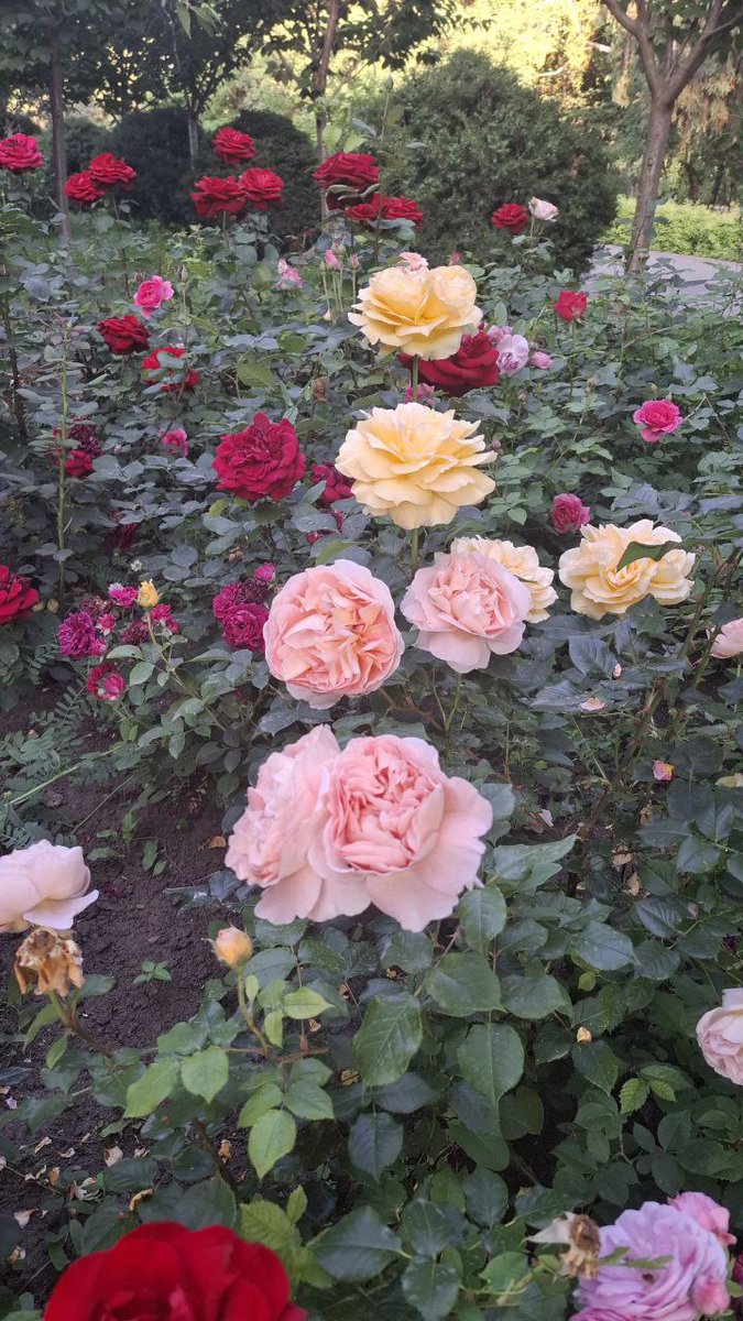 Катерина Галич tweet media