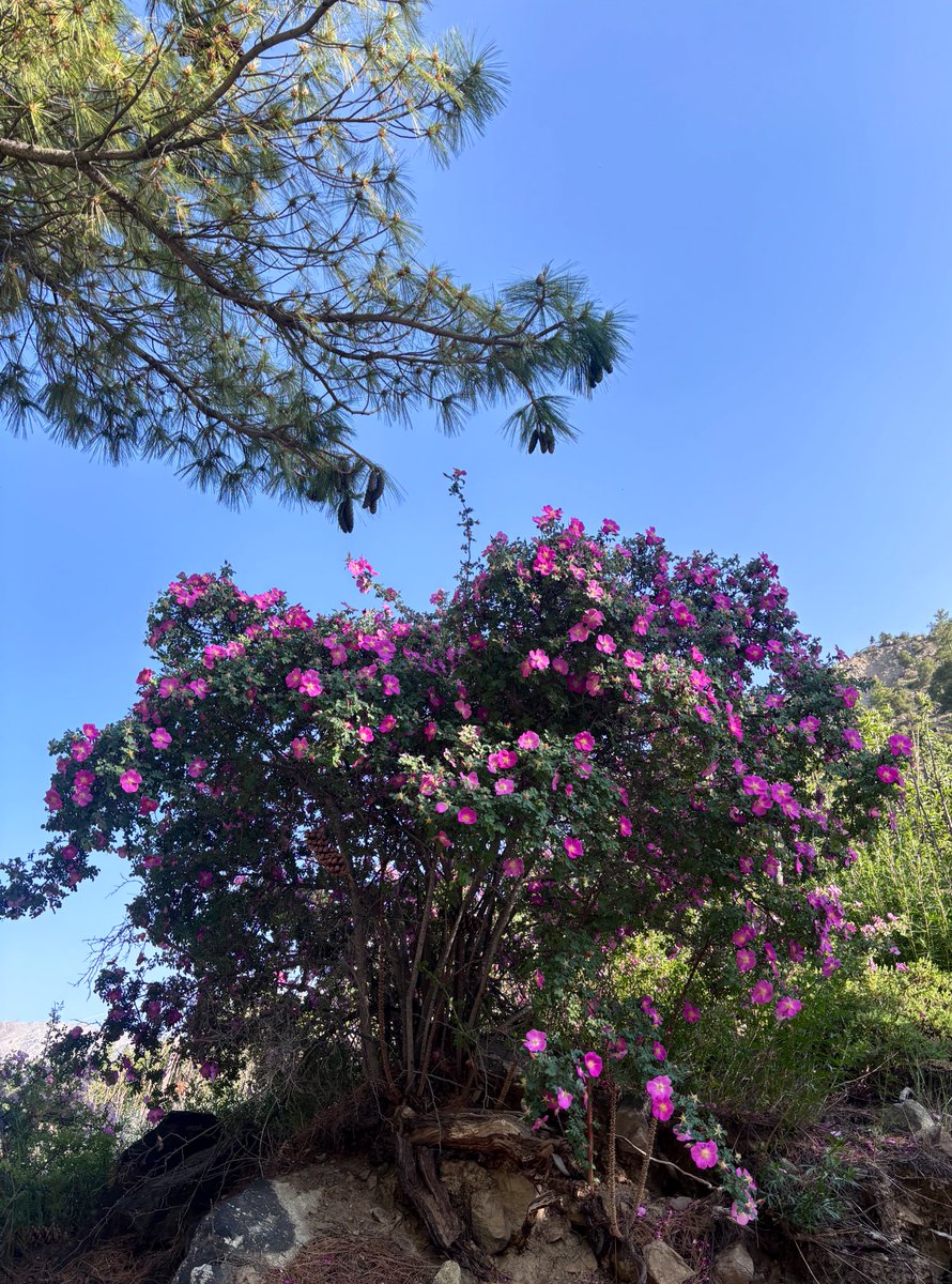 Ashutosh_05sn's tweet photo. Rosa webbiana Wall. ex Royle
A wild Trans-Himalayan Rose species

Clicked today in #Kinnaur district Himachal Pradesh 

#Rosa #Rosaceae #webbiana #Flora #IamBotanist #FlowersofHimalaya #Plants #medicinalplants #eflora #Botany #Natgeo #Biodiversity #WildRose #Spiti #Taxonomy #FRLH https://t.co/2SLOFDuZeP