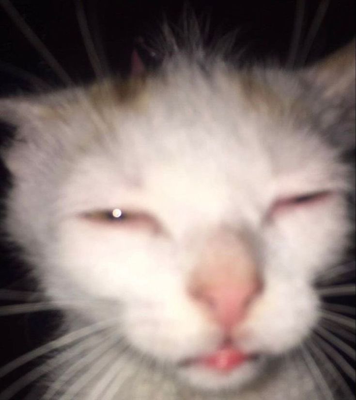 hello (say it back pls)