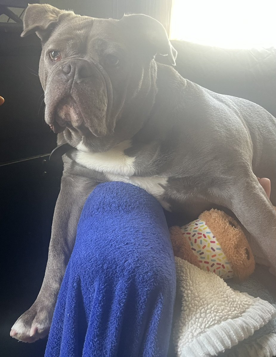 KingTuckerC's tweet image. It’s too hot today for too much outdoor time so a lot of inside time with my new favorite toy, an ice cream sandwich! Perfect for a hot day! 😉😃❤️