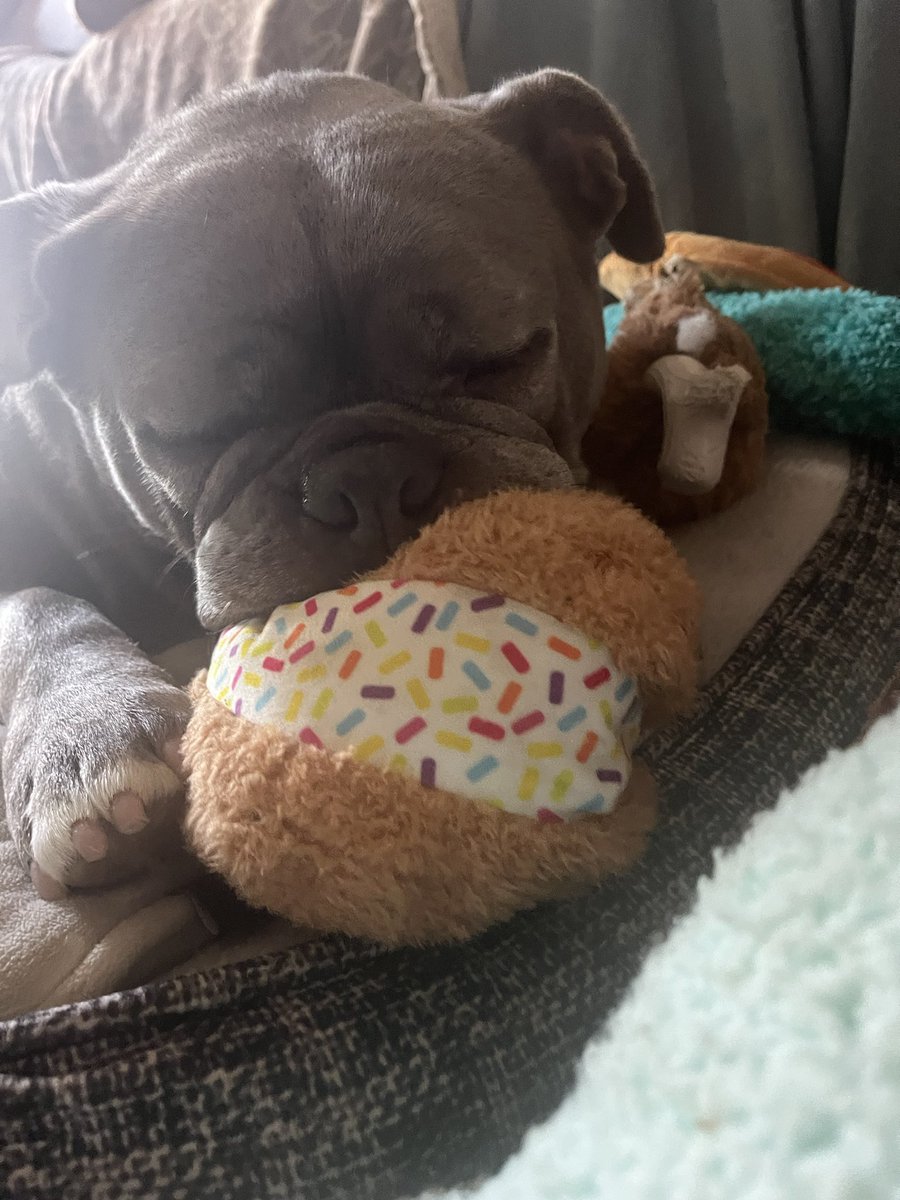 KingTuckerC's tweet image. It’s too hot today for too much outdoor time so a lot of inside time with my new favorite toy, an ice cream sandwich! Perfect for a hot day! 😉😃❤️